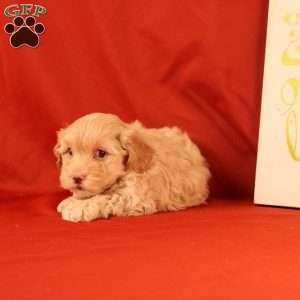 Foxy, Morkie-Poo Puppy